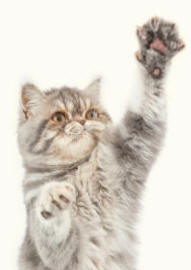 Persian Cat Revealing Paws