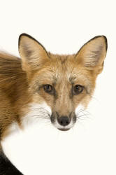 Red Fox vulpes vulpes