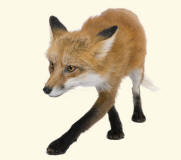 Red Fox vulpes vulpes