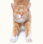 Red Tabby Forequarters Revealing Paws