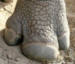 Rhinoceros rhino three toes