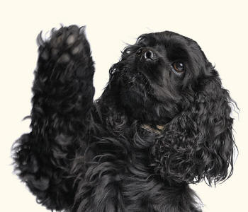 Spaniel Furred Feet