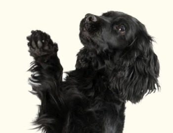 Spring Spaniel Feathered
