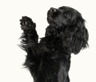 Springer Spaniel Lifting Foreleg Revealing Paws