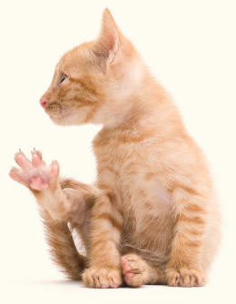 Tomcat Revealing Hind Foot