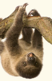 Two-Toed Sloth choloepus didactylus