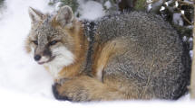 Gray Fox urocyon cinereoargenteus