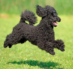 Poodle Galloping