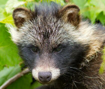 Raccoon Dog nyctereutes procyonoides