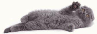 Scottish Fold