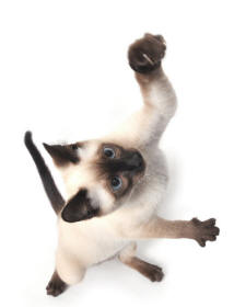 Siamese Cat with Glooves