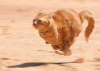 Tabby at the Gallop