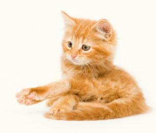 Kitten Revealing Hind Leg