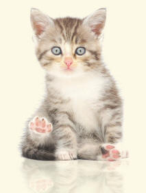Kitten Revealing Hind Paws