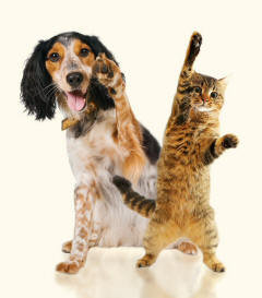 Dog and Cat Reveal Forepaws
