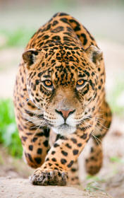 Jaguar panthera onca