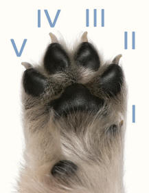 Dog Toes Identified By Roman Numerals