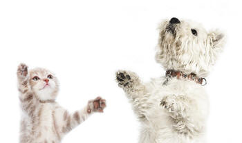 Scottish Fold Kitten and West Highland Terrier