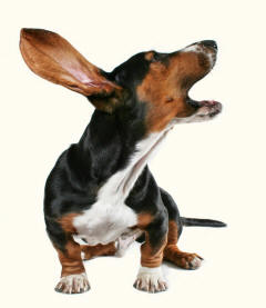 Basset Hound Barking