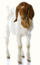 Boer Goat
