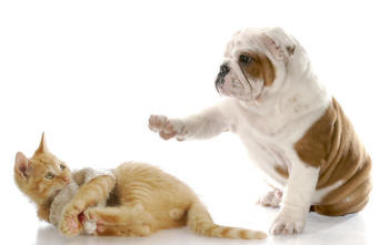 Bulldog and Kitten With Knitting