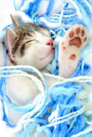 Cat in Wool Revealing a Paw