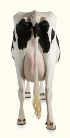 Cow Hocks