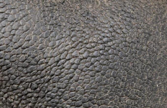 Dog Heel Pad Close-Up