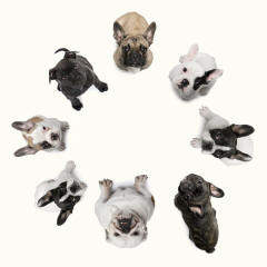 Group of Bull Terriers Staffordshire and Bulldog