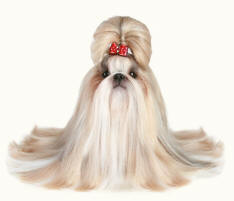 Shih Tzu Pedigree Dog