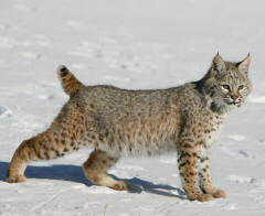 Bobcat Lynx rufus