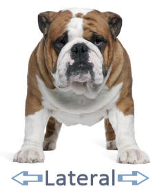 Bulldog Illustrating Anatomical Terms of Location Lateral