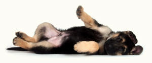 German Shepherd Dog Puppy Lateral