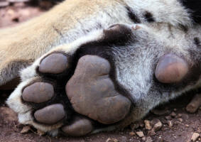 Paw of Tiger panthera tigris