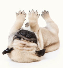 Pug Upside Down