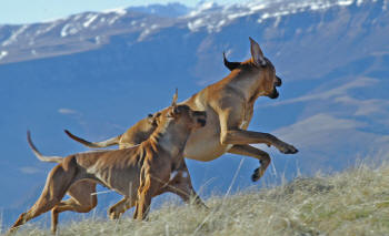 Rhodesian Ridgebacks Running