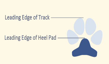 Track and Heel Leading Edges