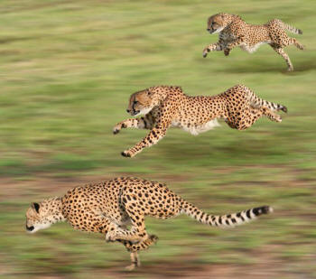 Three Cheetahs Suspended Gallop