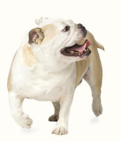 Bulldog Moving Wide