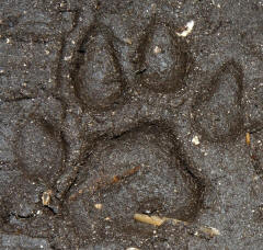 Cougar Track