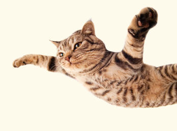 Flying Shorthair Cat