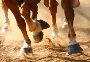Horses Hooves