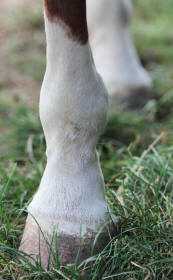Horse Hoof