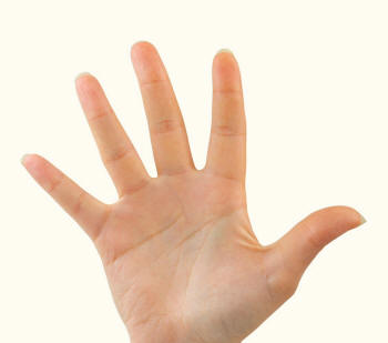 Manus of Human Hand