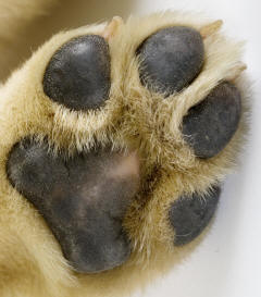 Manus of Labrador Retriever