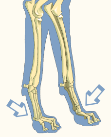 Metacarpophalangeal Joint