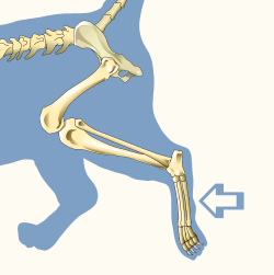 Metatarsals of Domestic Cat