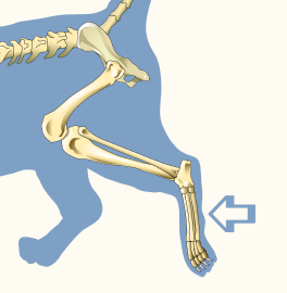 Metatarsals of Domestic Cat