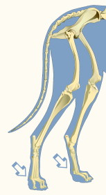 Metatarsophalangeal Joints of Domestic Dog