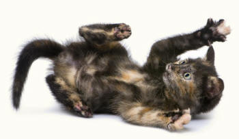 Crossbreed Cat